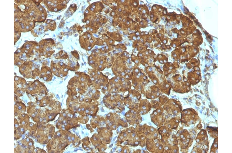 Immunohistochemistry - Anti-Cytochrome C Antibody [7H8.2C12] (A249642) - Antibodies.com