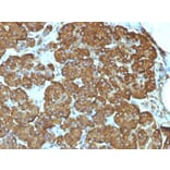 Immunohistochemistry - Anti-Cytochrome C Antibody [7H8.2C12] (A249642) - Antibodies.com