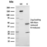 SDS-PAGE - Anti-Cytochrome C Antibody [7H8.2C12] (A249643) - Antibodies.com