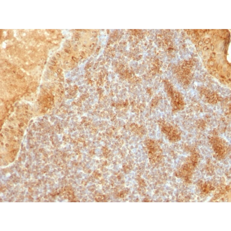 Immunohistochemistry - Anti-Cytochrome C Antibody [SPM389] (A249644) - Antibodies.com