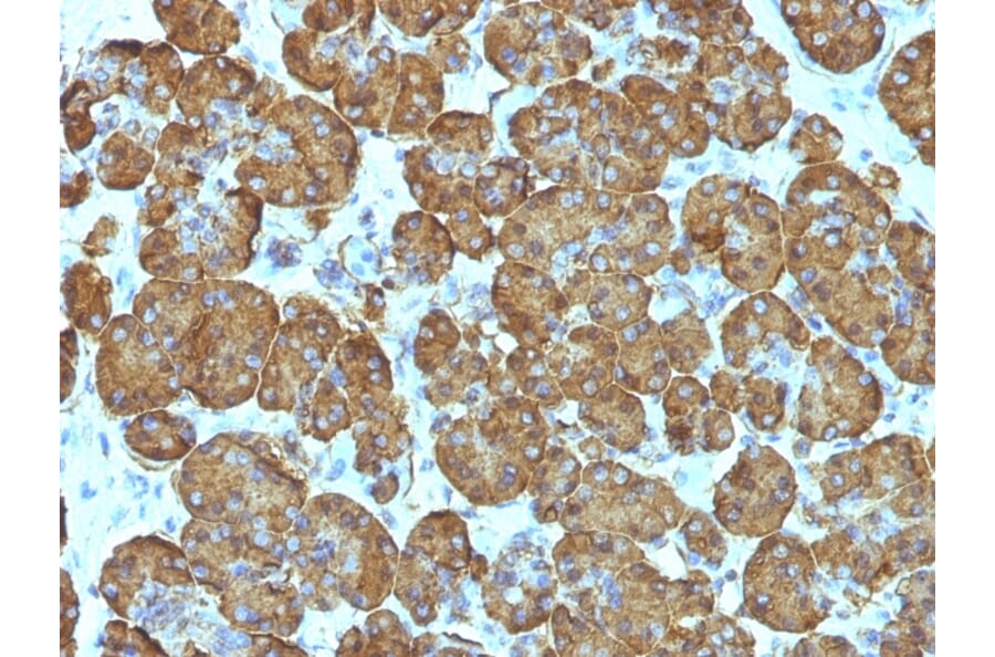 Immunohistochemistry - Anti-Cytochrome C Antibody [SPM389] (A249643) - Antibodies.com
