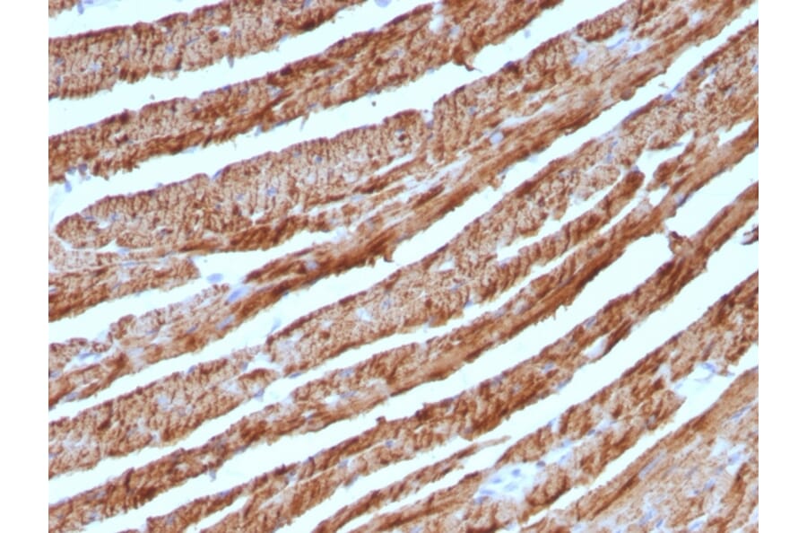Immunohistochemistry - Anti-Cytochrome C Antibody [CTC05] (A249644) - Antibodies.com