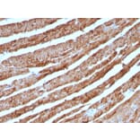 Immunohistochemistry - Anti-Cytochrome C Antibody [CTC05] (A249644) - Antibodies.com