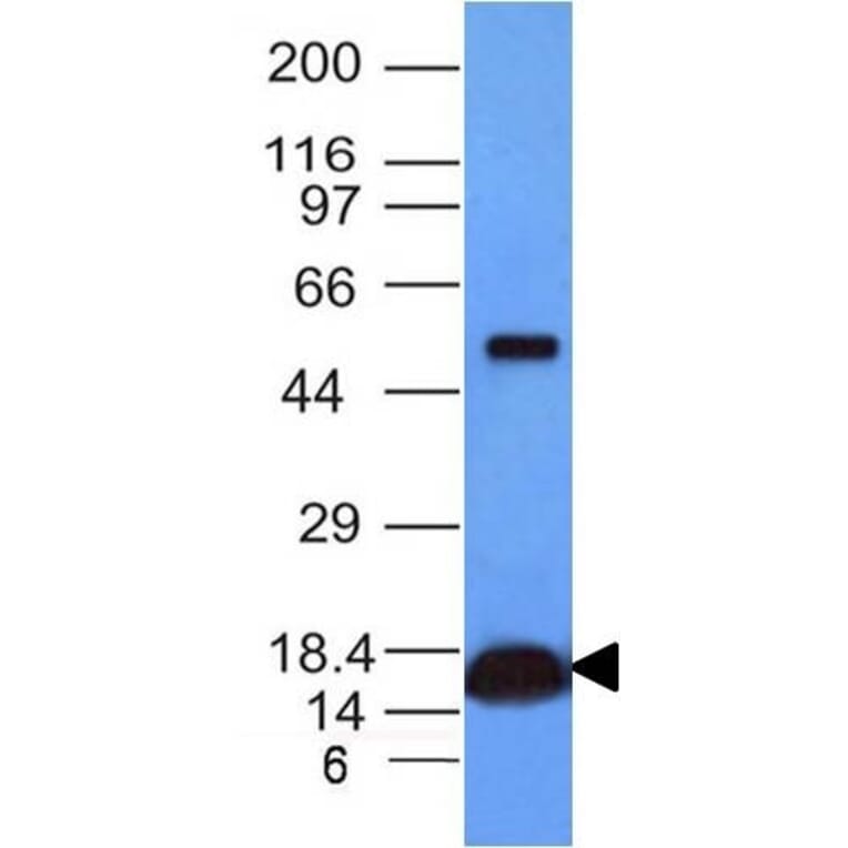 Western Blot - Anti-Cytochrome C Antibody [CYCS/1010] (A249646) - Antibodies.com