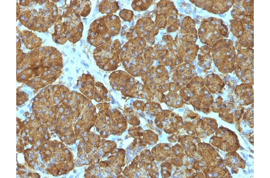Immunohistochemistry - Anti-Cytochrome C Antibody [CYCS/1010] (A249646) - Antibodies.com
