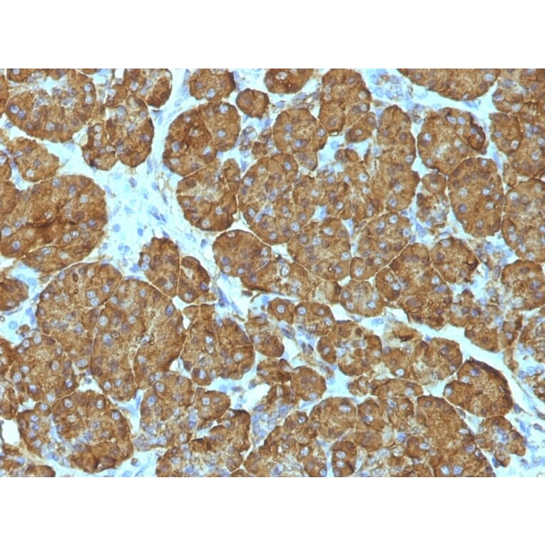 Immunohistochemistry - Anti-Cytochrome C Antibody [CYCS/1010] (A249646) - Antibodies.com
