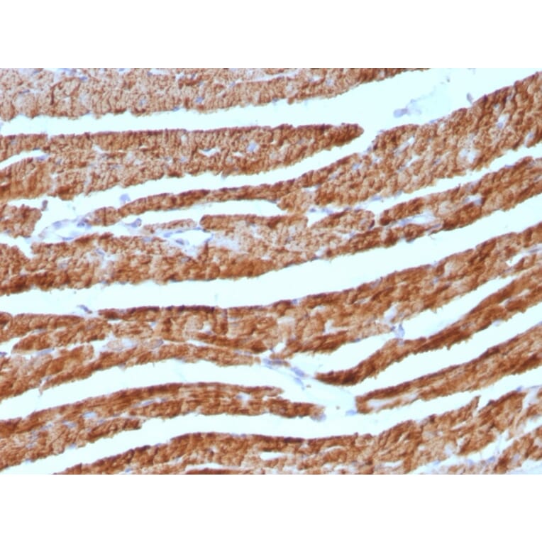 Immunohistochemistry - Anti-Cytochrome C Antibody [7H8.2C12 + CYCS/1010] (A249646) - Antibodies.com