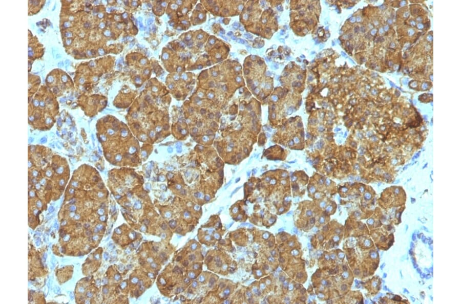 Immunohistochemistry - Anti-Cytochrome C Antibody [7H8.2C12 + CYCS/1010] (A249647) - Antibodies.com