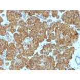 Immunohistochemistry - Anti-Cytochrome C Antibody [7H8.2C12 + CYCS/1010] (A249647) - Antibodies.com