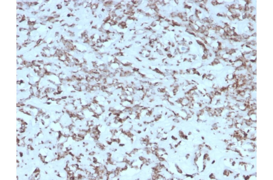 Immunohistochemistry - Anti-Cytochrome C Antibody [rCYCS/1010] (A249648) - Antibodies.com