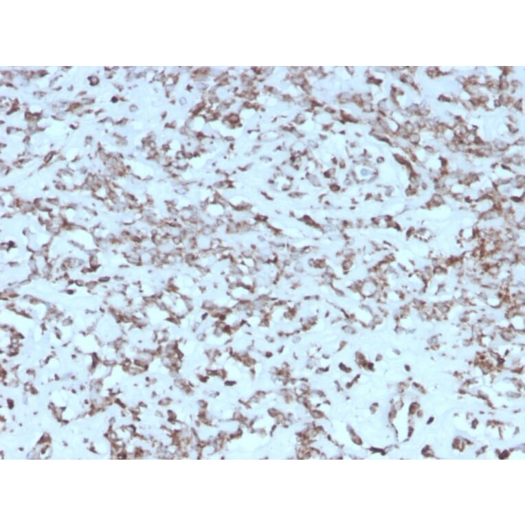 Immunohistochemistry - Anti-Cytochrome C Antibody [rCYCS/1010] (A249648) - Antibodies.com
