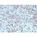 Immunohistochemistry - Anti-Cytochrome C Antibody [rCYCS/1010] (A249648) - Antibodies.com