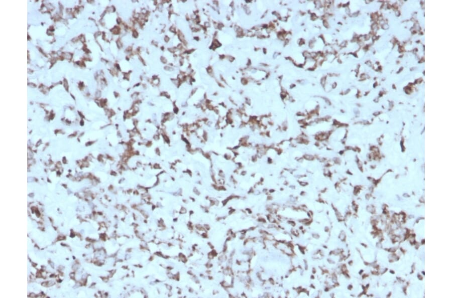 Immunohistochemistry - Anti-Cytochrome C Antibody [rCYCS/1010] (A249647) - Antibodies.com