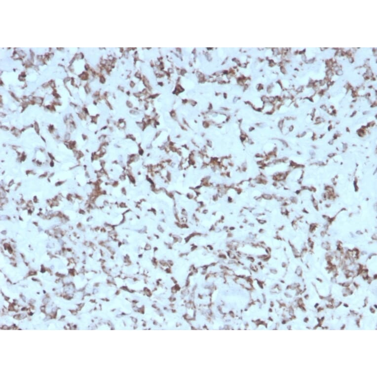 Immunohistochemistry - Anti-Cytochrome C Antibody [rCYCS/1010] (A249647) - Antibodies.com