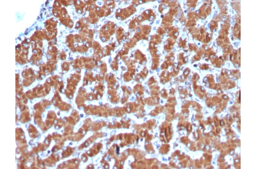 Immunohistochemistry - Anti-Cytochrome C Antibody [CYCS/3128R] (A249649) - Antibodies.com