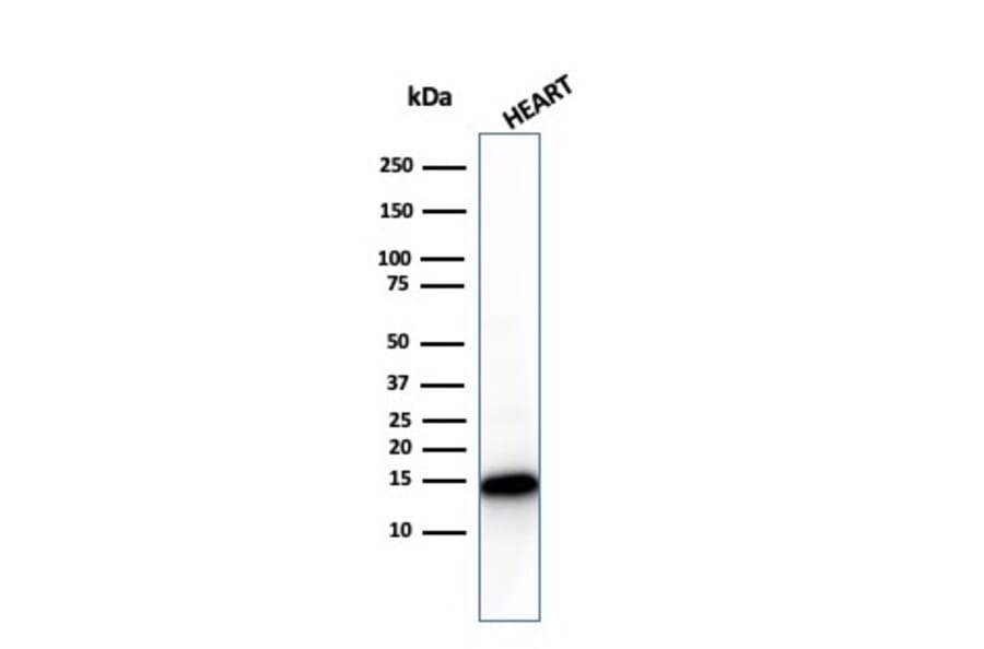 Western Blot - Anti-Cytochrome C Antibody [CYCS/3128R] (A249649) - Antibodies.com