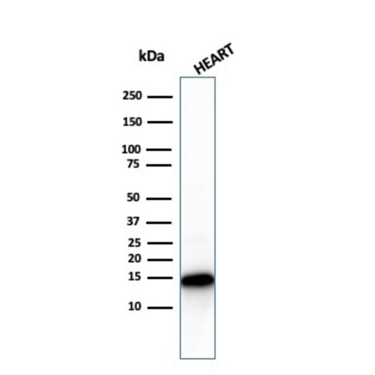 Western Blot - Anti-Cytochrome C Antibody [CYCS/3128R] (A249649) - Antibodies.com