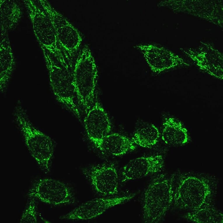 Immunofluorescence - Anti-Cytochrome C Antibody [CYCS/3128R] (A249649) - Antibodies.com