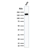 Western Blot - Anti-Podocalyxin Antibody [3D3] (A249650) - Antibodies.com