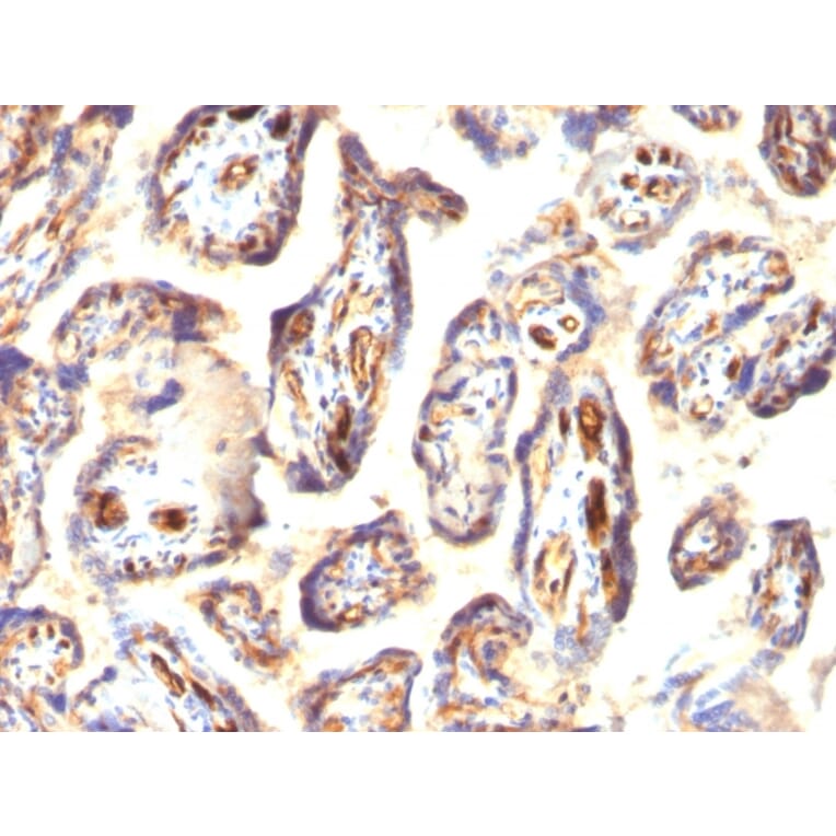 Immunohistochemistry - Anti-Podocalyxin Antibody [3D3] (A249650) - Antibodies.com