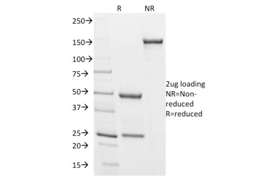 SDS-PAGE - Anti-Podocalyxin Antibody [3D3] (A249650) - Antibodies.com