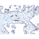 Immunohistochemistry - Anti-Podocalyxin Antibody [PODXL/2184] (A249651) - Antibodies.com