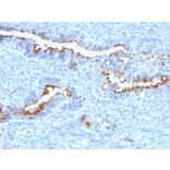 Immunohistochemistry - Anti-Podocalyxin Antibody [PODXL/2184] (A249650) - Antibodies.com