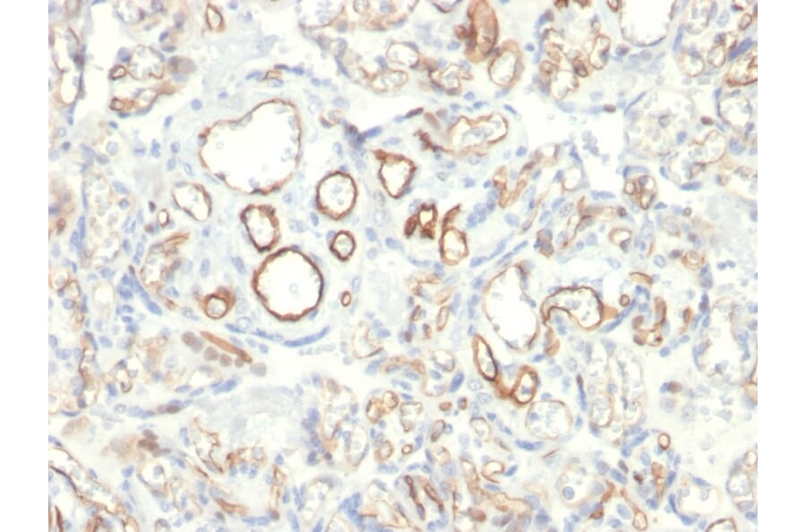 Immunohistochemistry - Anti-Podocalyxin Antibody [PODXL/2185] (A249652) - Antibodies.com