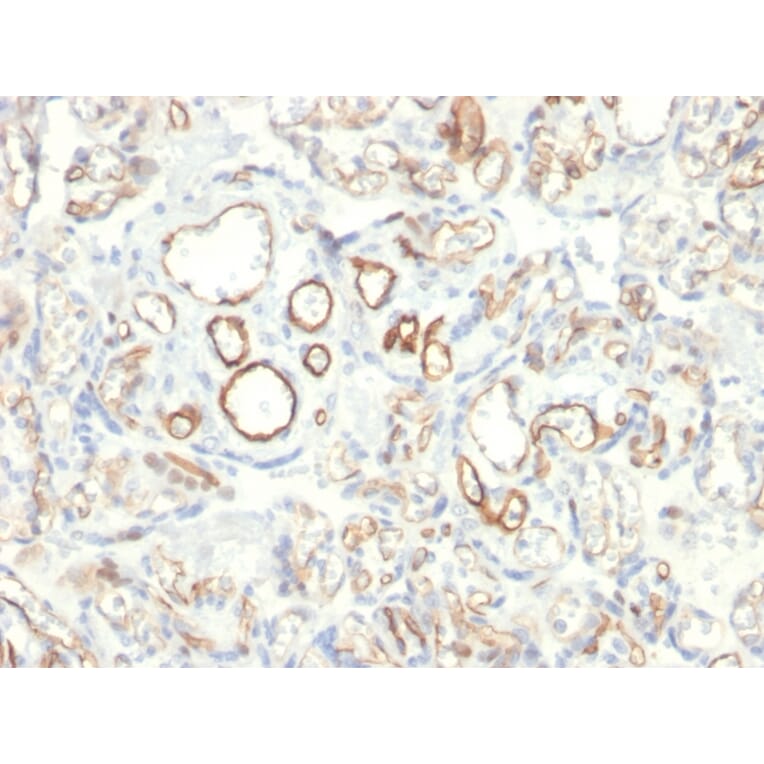 Immunohistochemistry - Anti-Podocalyxin Antibody [PODXL/2185] (A249652) - Antibodies.com