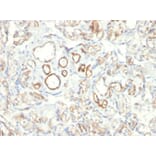 Immunohistochemistry - Anti-Podocalyxin Antibody [PODXL/2185] (A249652) - Antibodies.com