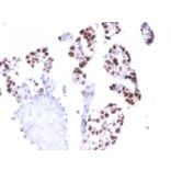 Immunohistochemistry - Anti-RNA Polymerase II CTD repeat YSPTSPS Antibody [CTD4H8] (A249653) - Antibodies.com