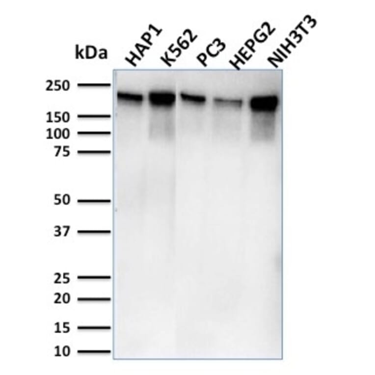 Western Blot - Anti-RNA Polymerase II CTD repeat YSPTSPS Antibody [CTD4H8] (A249654) - Antibodies.com