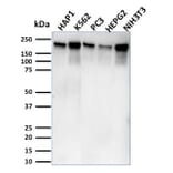 Western Blot - Anti-RNA Polymerase II CTD repeat YSPTSPS Antibody [CTD4H8] (A249654) - Antibodies.com