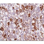 Immunohistochemistry - Anti-ACTH Antibody [AH26] (A249656) - Antibodies.com