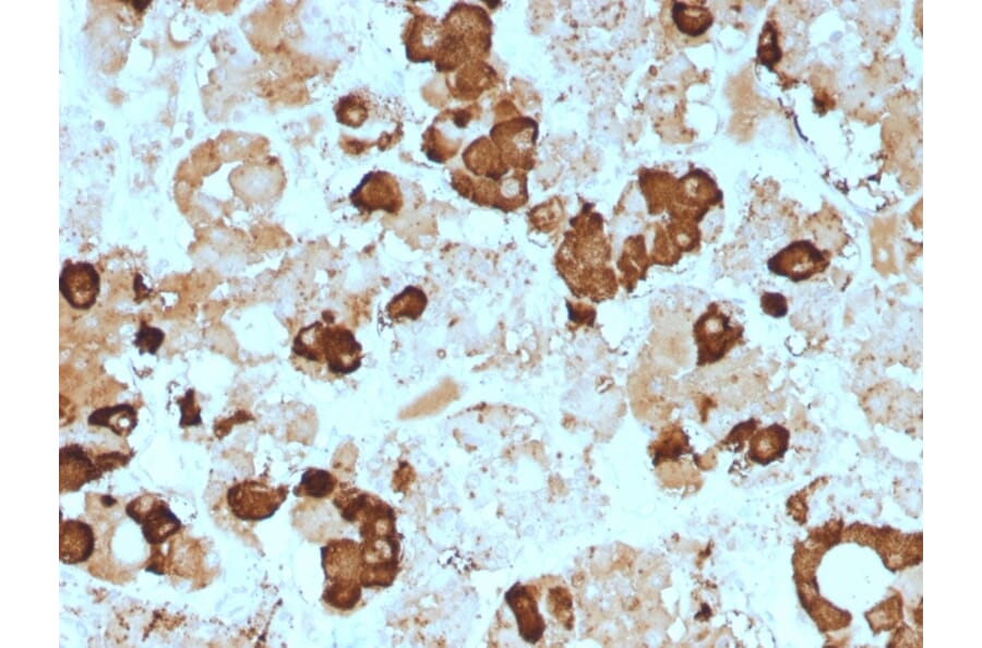 Immunohistochemistry - Anti-ACTH Antibody [57] (A249658) - Antibodies.com