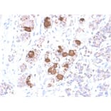 Immunohistochemistry - Anti-ACTH Antibody [CLIP/2040R] (A249666) - Antibodies.com