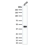 Western Blot - Anti-Cytokeratin 20 Antibody [KRT20/1991] (A249669) - Antibodies.com