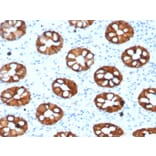 Immunohistochemistry - Anti-Cytokeratin 20 Antibody [KRT20/1993] (A249672) - Antibodies.com