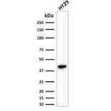 Western Blot - Anti-Cytokeratin 20 Antibody [KRT20/1993] (A249672) - Antibodies.com