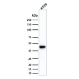 Western Blot - Anti-Cytokeratin 20 Antibody [SPM191] (A249673) - Antibodies.com