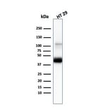 Western Blot - Anti-Cytokeratin 20 Antibody [KRT20/3145] (A249674) - Antibodies.com