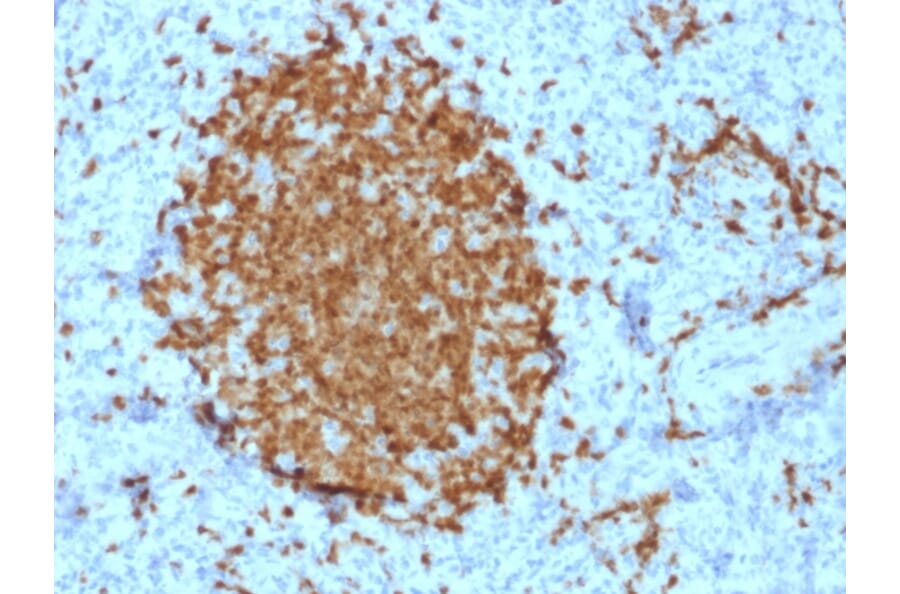 Immunohistochemistry - Anti-BOB1 Antibody [BOB1/2421] (A249676) - Antibodies.com