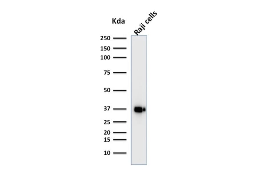 Western Blot - Anti-BOB1 Antibody [BOB1/2421] (A249676) - Antibodies.com