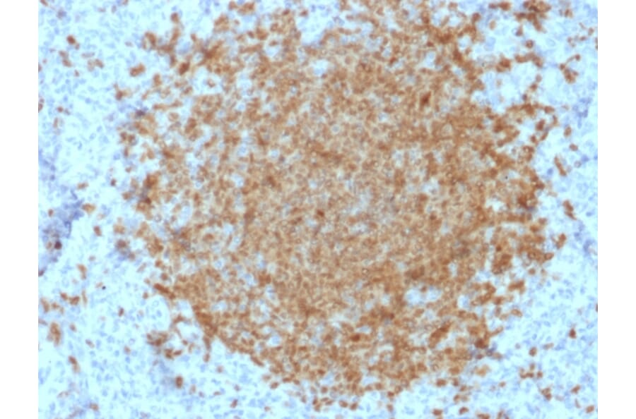 Immunohistochemistry - Anti-BOB1 Antibody [BOB1/2422] (A249677) - Antibodies.com