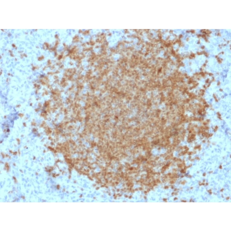 Immunohistochemistry - Anti-BOB1 Antibody [BOB1/2422] (A249677) - Antibodies.com