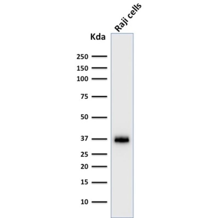 Western Blot - Anti-BOB1 Antibody [BOB1/2422] (A249677) - Antibodies.com