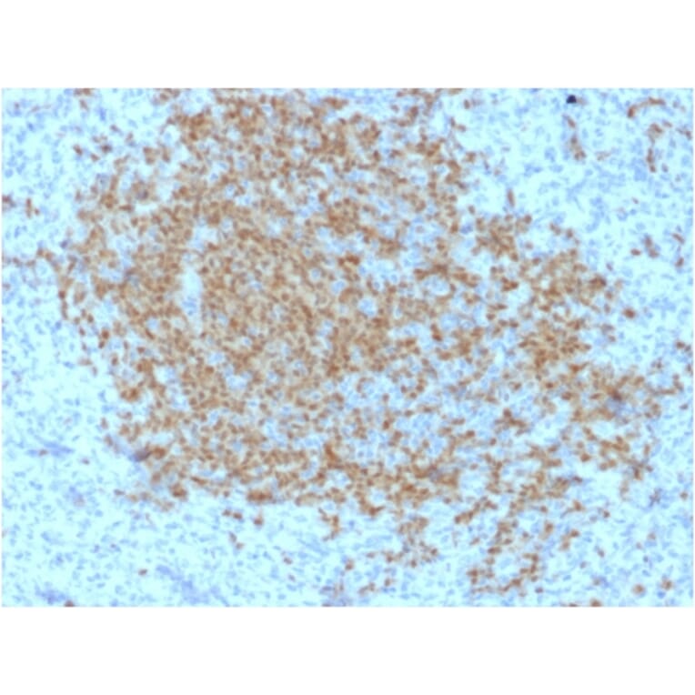 Immunohistochemistry - Anti-BOB1 Antibody [BOB1/2423] (A249678) - Antibodies.com