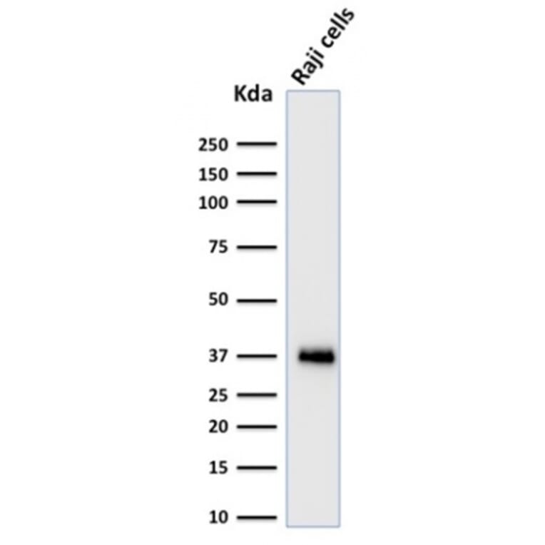 Western Blot - Anti-BOB1 Antibody [BOB1/2424] (A249679) - Antibodies.com