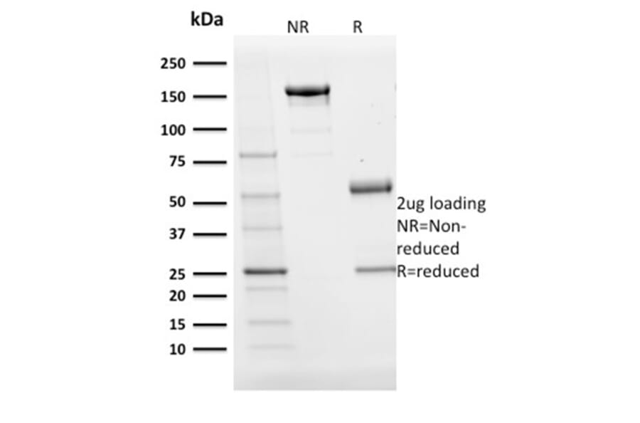 SDS-PAGE - Anti-BOB1 Antibody [BOB1/2424] (A249679) - Antibodies.com