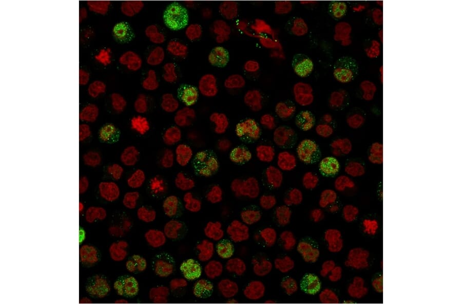 Immunofluorescence - Anti-BOB1 Antibody [BOB1/2424] (A249679) - Antibodies.com